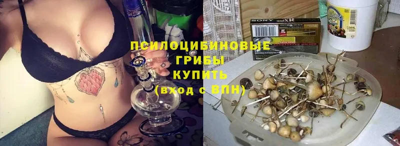 Галлюциногенные грибы Cubensis  как найти закладки  Усть-Лабинск 